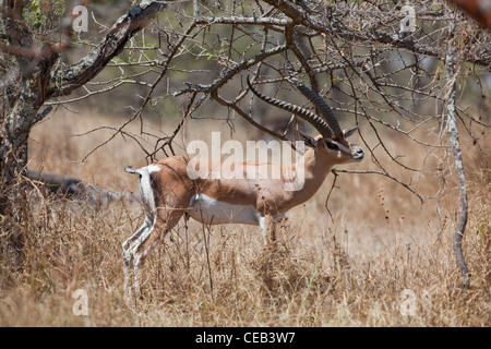 La gazelle de Grant (Gazelle gazelle acuum). Race éthiopienne de cette espèce très répandue en Afrique de l'Est. Banque D'Images