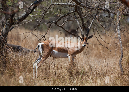 La gazelle de Grant (Gazelle gazelle acuum). Race éthiopienne de cette espèce très répandue en Afrique de l'Est. Banque D'Images