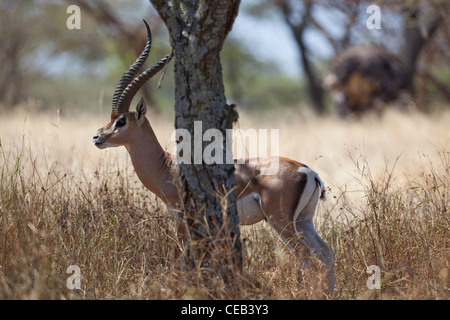 La gazelle de Grant (Gazelle gazelle acuum). Race éthiopienne de cette espèce très répandue en Afrique de l'Est. Banque D'Images