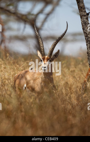 La gazelle de Grant (Gazelle gazelle acuum). Race éthiopienne de cette espèce très répandue en Afrique de l'Est. Banque D'Images