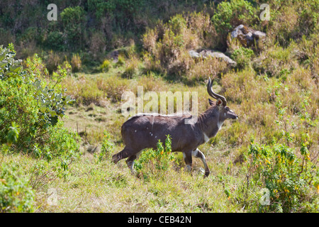 Nyala de montagne (Tragelaphus buxtoni). Des hommes. Parc de balle MountainsNational. L'Éthiopie. Banque D'Images