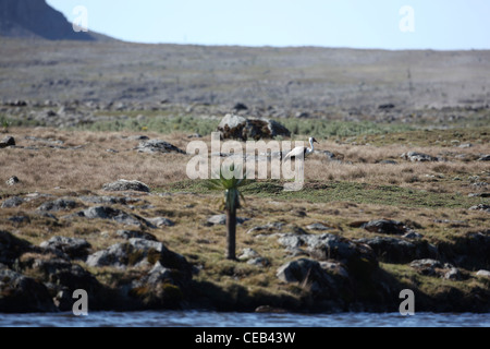 La grue caronculée (Bugeranus carunculatus). Vivre aux côtés d'une petite piscine sur l'habitat des prairies de montagne. Montagnes de balle, de l'Éthiopie. Banque D'Images