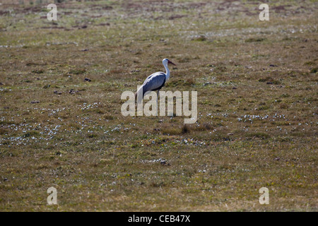 La grue caronculée (Bugeranus carunculatus). Parc National des Montagnes de balle. L'Éthiopie. Novembre. Banque D'Images