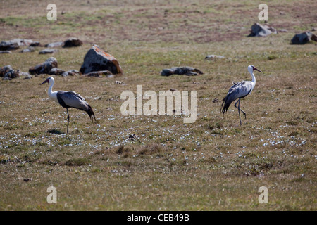 Grue caronculée (Bugeranus carunculatus). Paire dans le Parc National des Montagnes de balle. L'Éthiopie. Novembre. Banque D'Images