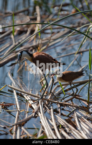 African Jacana ou Lily-trotter (Actophilornis africains), et des juvéniles. Capable de marcher sur les tiges de roseaux flottants. Banque D'Images