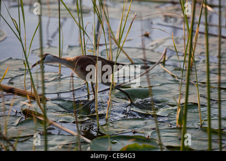 African Jacana ou Lily-trotter (Actophilornis africanus). Marche sur Lily quitte donc son Nymphaeaceae nom populaire alternative. Banque D'Images