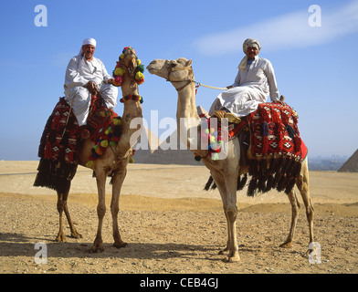 Chameliers avec des chameaux, les grandes pyramides de Gizeh, Gizeh, gouvernorat de Guizeh, République de l'Égypte Banque D'Images