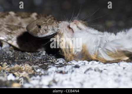 Crotale de l'Ouest, soutenu par les diamants (Crotalus atrox), manger une route tué Merriam, Rat kangourou d'Ord (Dipodomys merriami). Banque D'Images