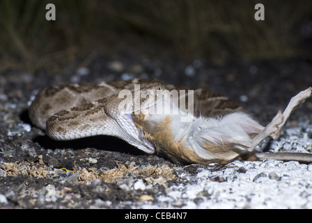 Crotale de l'Ouest, soutenu par les diamants (Crotalus atrox), manger une route tué Merriam, Rat kangourou d'Ord (Dipodomys merriami). Banque D'Images