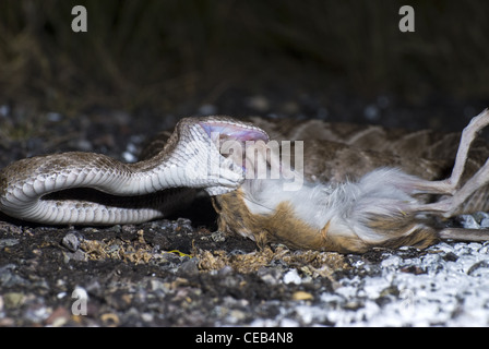 Crotale de l'Ouest, soutenu par les diamants (Crotalus atrox), manger une route tué Merriam, Rat kangourou d'Ord (Dipodomys merriami). Banque D'Images