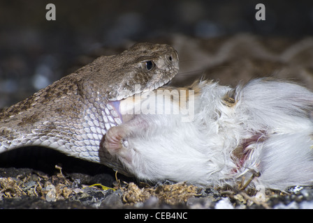 Crotale de l'Ouest, soutenu par les diamants (Crotalus atrox), manger une route tué Merriam, Rat kangourou d'Ord (Dipodomys merriami). Banque D'Images