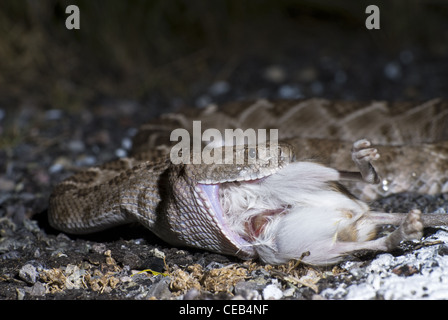 Crotale de l'Ouest, soutenu par les diamants (Crotalus atrox), manger une route tué Merriam, Rat kangourou d'Ord (Dipodomys merriami). Banque D'Images