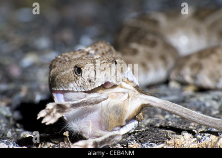 Crotale de l'Ouest, soutenu par les diamants (Crotalus atrox), manger une route tué Merriam, Rat kangourou d'Ord (Dipodomys merriami). Banque D'Images