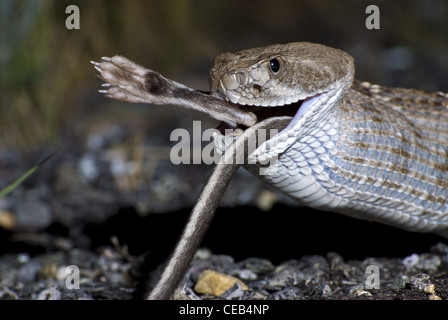 Crotale de l'Ouest, soutenu par les diamants (Crotalus atrox), manger une route tué Merriam, Rat kangourou d'Ord (Dipodomys merriami). Banque D'Images