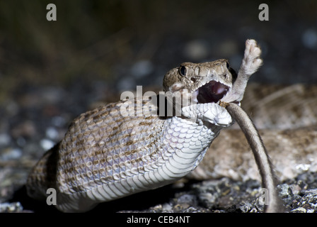 Crotale de l'Ouest, soutenu par les diamants (Crotalus atrox), manger une route tué Merriam, Rat kangourou d'Ord (Dipodomys merriami). Banque D'Images