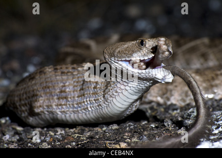 Crotale de l'Ouest, soutenu par les diamants (Crotalus atrox), manger une route tué Merriam, Rat kangourou d'Ord (Dipodomys merriami). Banque D'Images