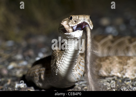 Crotale de l'Ouest, soutenu par les diamants (Crotalus atrox), manger une route tué Merriam, Rat kangourou d'Ord (Dipodomys merriami). Banque D'Images