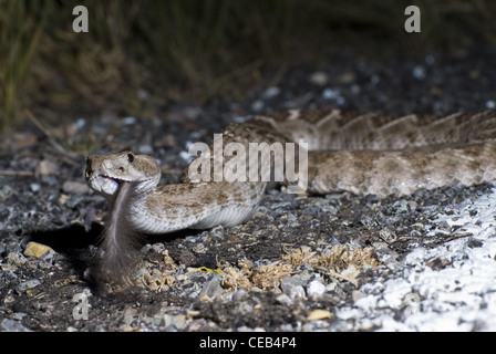 Crotale de l'Ouest, soutenu par les diamants (Crotalus atrox), manger une route tué Merriam, Rat kangourou d'Ord (Dipodomys merriami). Banque D'Images