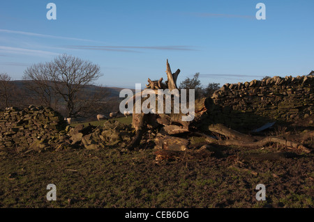 Vieil arbre est tombé et fait tomber une partie d'un mur en pierre sèche, dans weardale dans le comté de Durham. Banque D'Images