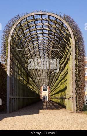 Le charme (Carpinus) Pergola (Queen Mary's bower) dans le jardin privé récemment restauré à Hampton Court Palace Banque D'Images