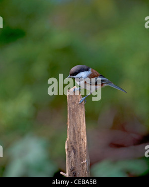 Mésange à dos, petits oiseaux du Canada USA Nord Ouest. 7931 SCO Banque D'Images