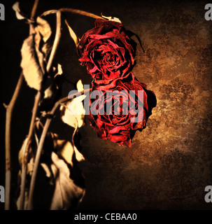 Grunge roses fanées sur abstract dark old papier peint fond floral, bordure rouge avec des fleurs séchées Banque D'Images