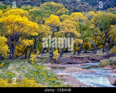 Virgin River et la couleur de l'automne.Zion National Park, Utah Banque D'Images