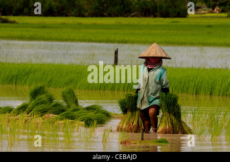 Femme khmère la plantation les champs de riz portant krama (écharpe traditionnelle cambodgienne) et chapeau conique, province de Kampong Thom, Cambodge. crédit : Kraig Lieb Banque D'Images