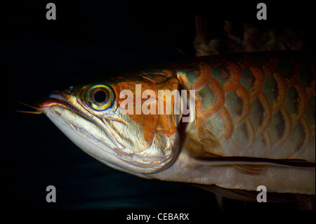 Asiatiques arowana, Scleropages formosus Banque D'Images