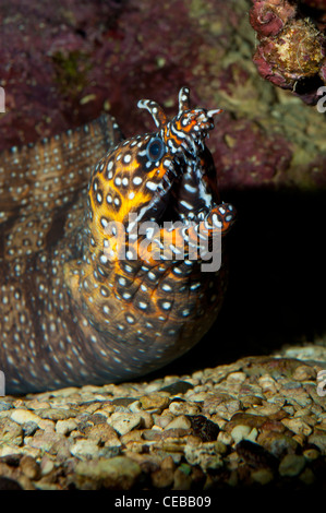 Enchelycore pardalis Dragon Moray, Banque D'Images