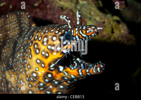 Enchelycore pardalis Dragon Moray, Banque D'Images