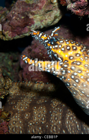 Enchelycore pardalis Dragon Moray, Banque D'Images