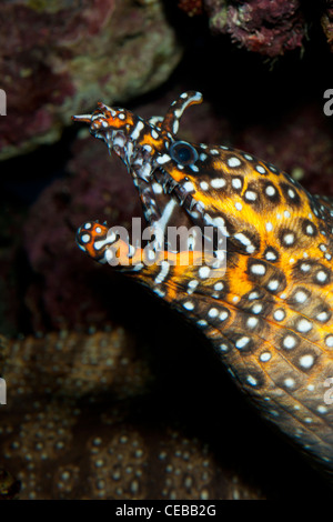 Enchelycore pardalis Dragon Moray, Banque D'Images