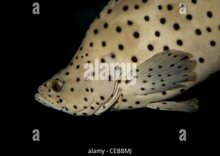 La Loche, Cromileptes altivelis, plus de barrière de corail Banque D'Images