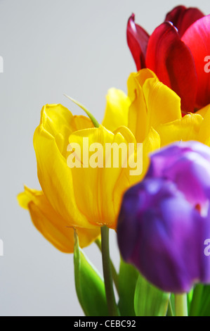 Close up d'un groupe de tulipes. Banque D'Images