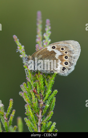 Grand Heath Coenonympha tullia darvus à se percher sur la bruyère à Meathop Moss, Cumbria en juillet. Banque D'Images