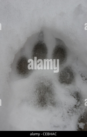 SONY DSC , DOg paw print dans la neige Banque D'Images