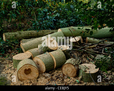 Un arbre abattu avec une tache en forme de coeur sur ses anneaux Banque D'Images