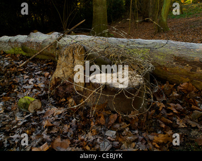 Barbelés enchevêtrés se trouve sur un arbre tombé touché avec le gel Banque D'Images