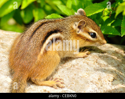 Un chipmunk sur une pierre, Close up Banque D'Images