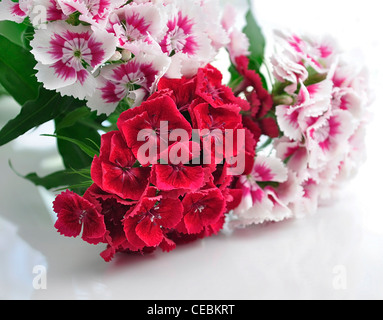 Fleurs d'oeillet coloré , close up Banque D'Images