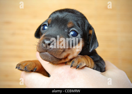 Le pinscher nain chiot, 3 semaines Banque D'Images