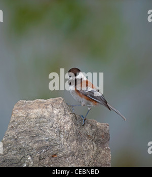 Mésange à dos, petits oiseaux du Canada USA Nord Ouest. 7951 SCO Banque D'Images