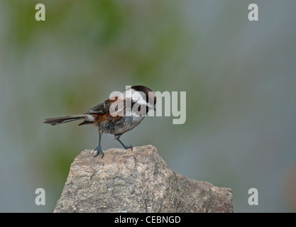 Mésange à dos, petits oiseaux du Canada USA Nord Ouest. 7955 SCO Banque D'Images