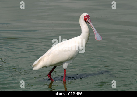 Spatule d'Afrique marcher dans l'eau à la recherche de nourriture Banque D'Images