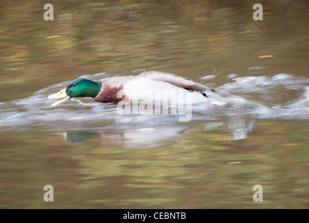 Anas platyrhynchos Canard colvert mâle chassant un autre homme Banque D'Images