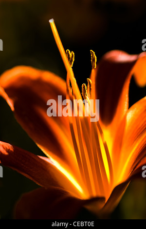 L'hémérocalle orange lumineux de fleurs en été, soleil du soir Banque D'Images