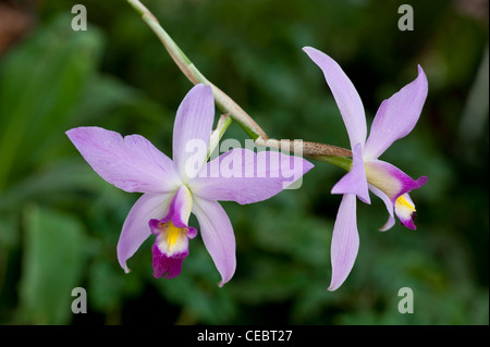 Orchid : Diplocentrus anceps 'Dawsoniana' Banque D'Images