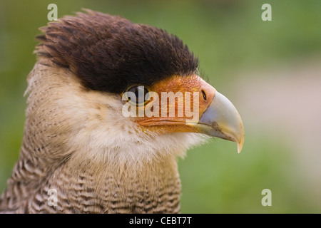 Ce Caracara huppé est à la recherche autour de Banque D'Images