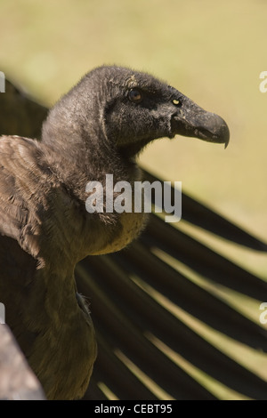 Les jeunes espèces du Condor de Californie Gymnogyps californianus ou assis avec ses ailes en colère Banque D'Images